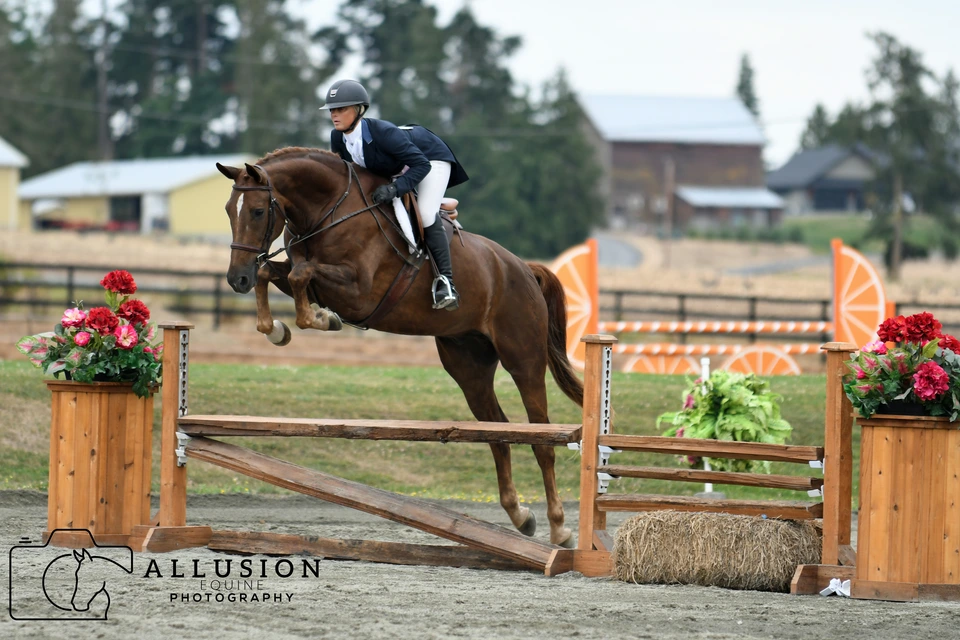 Horse and rider jumping a wooden hunter fence at Lochside Lane