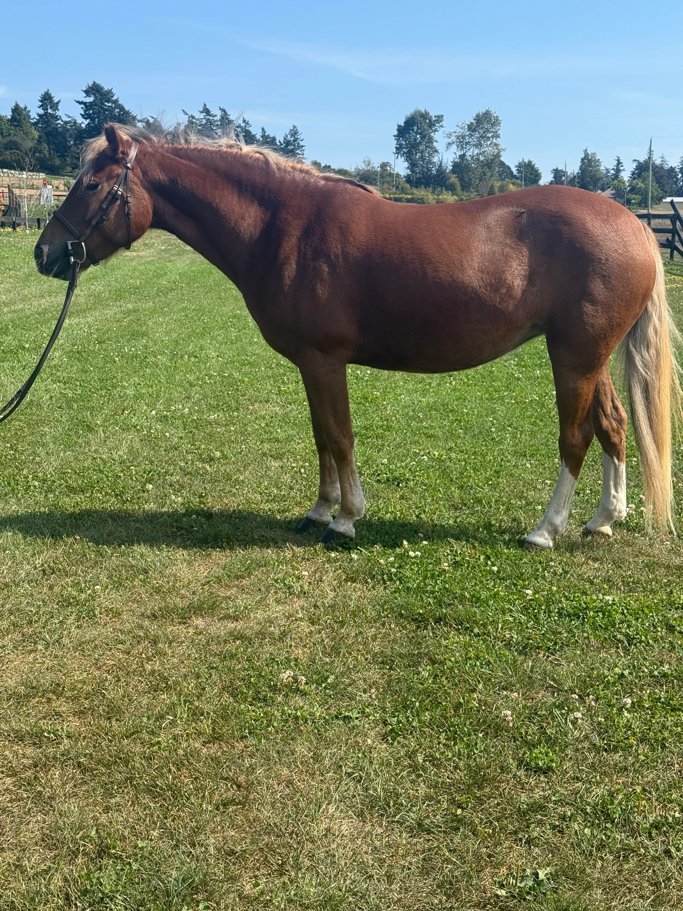 Rosie standing on grass at the farm