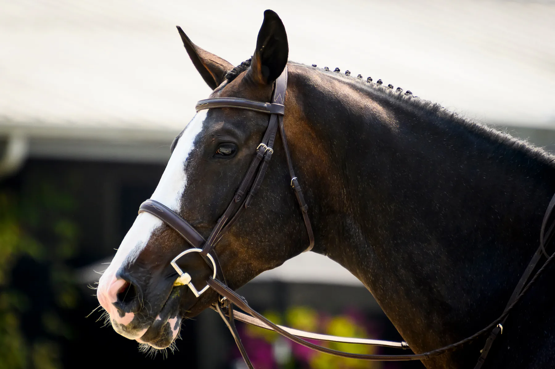 Editorial view of the Lochside Lane farm and equestrian program
