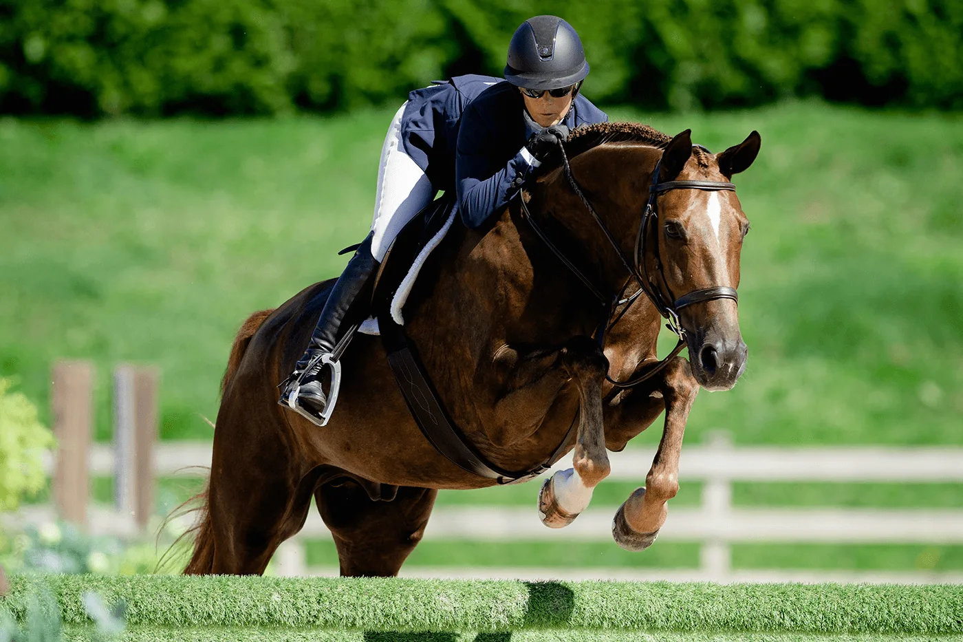 Fürst Crush in the show ring