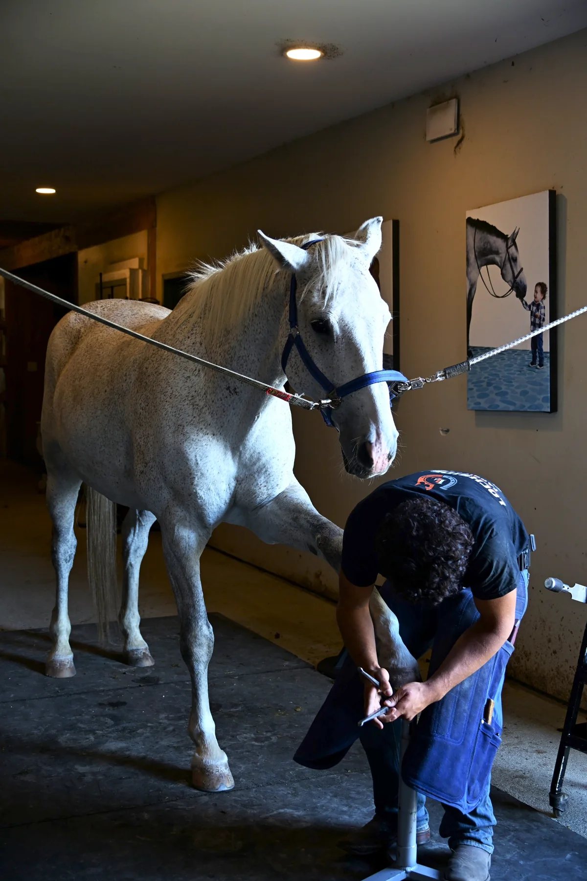 Farrier working with a horse at Lochside Lane