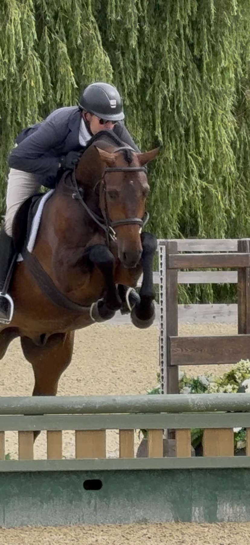 Despacito and rider jumping in the hunter ring