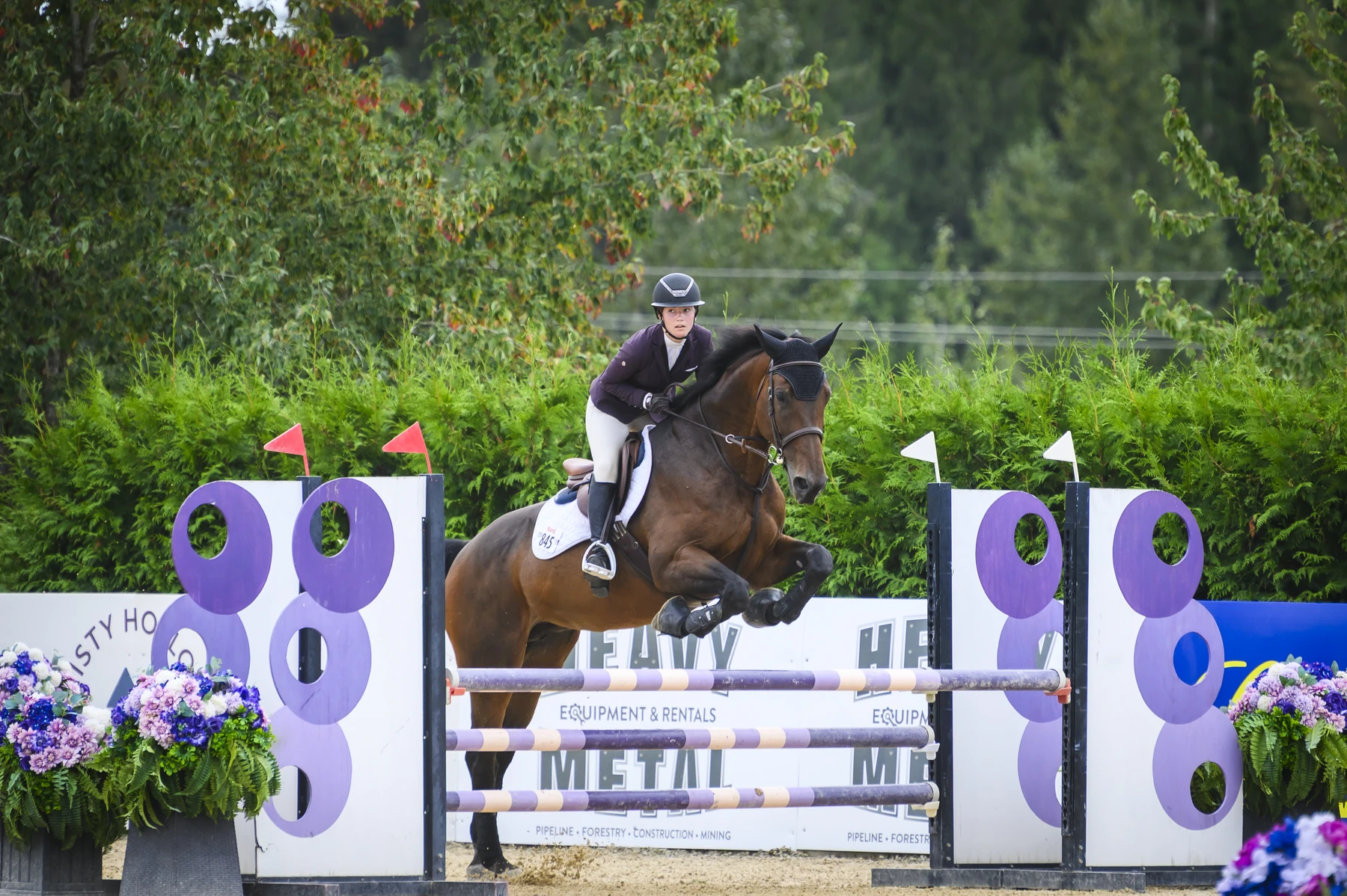 Ultra Girl and rider clearing a purple-and-white jump in competition