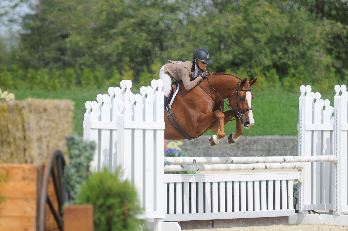 Rider and chestnut horse jumping a white fence