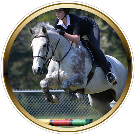 horse frame