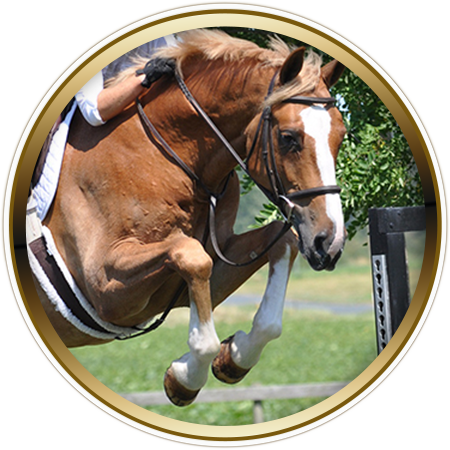 horse frame