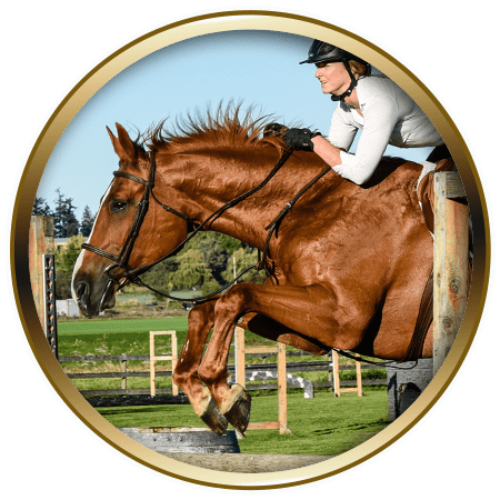 horse frame