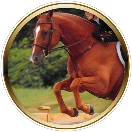 horse frame