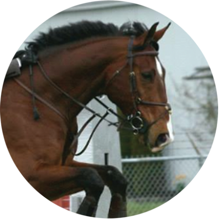 horse frame