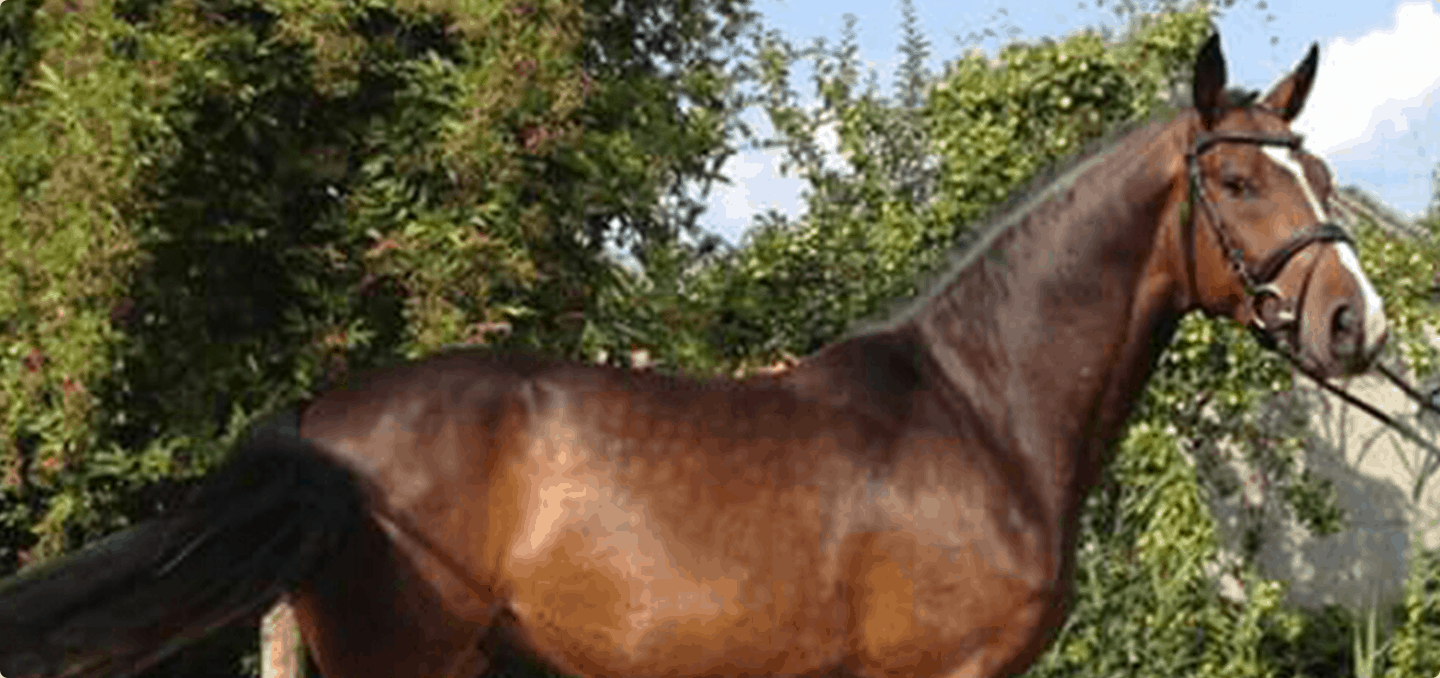 Lochside Horse Slider