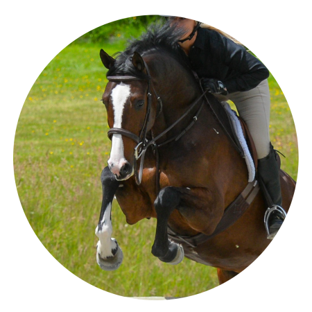 horse frame