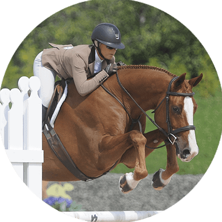 horse frame