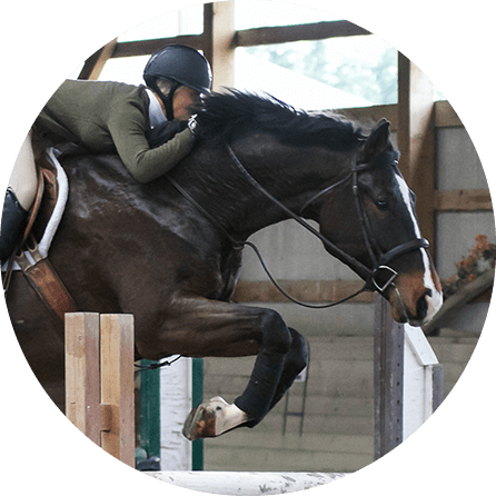 horse frame