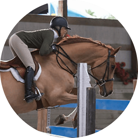 horse frame