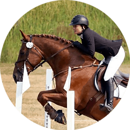 horse frame