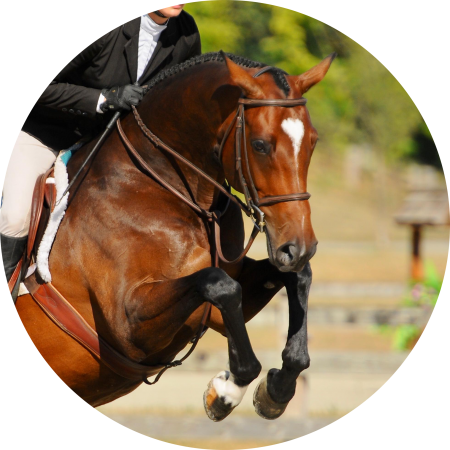 horse frame