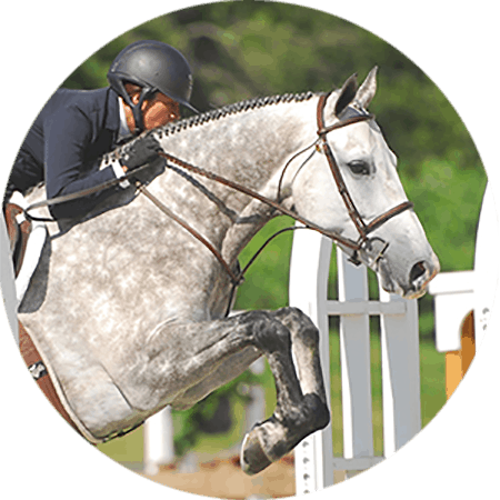 horse frame
