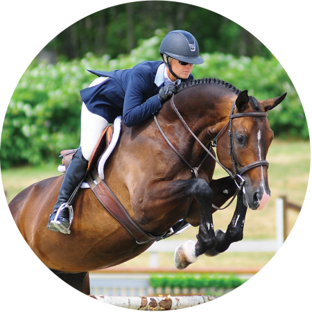 horse frame