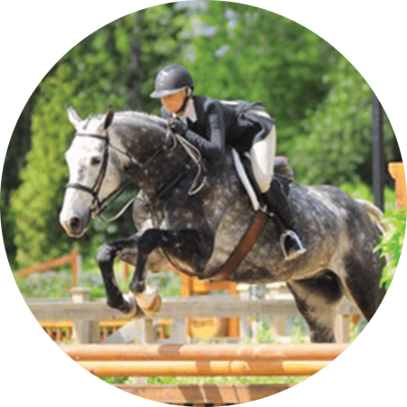horse frame
