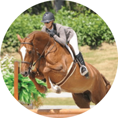 horse frame