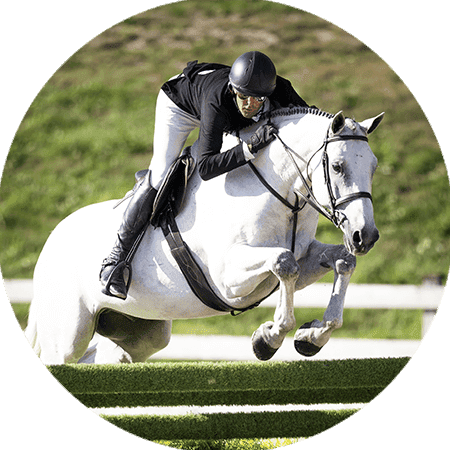 horse frame