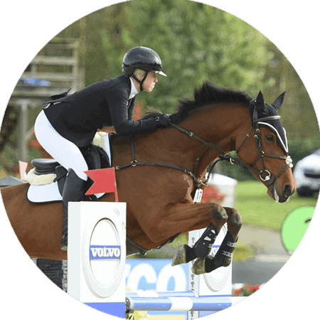 horse frame